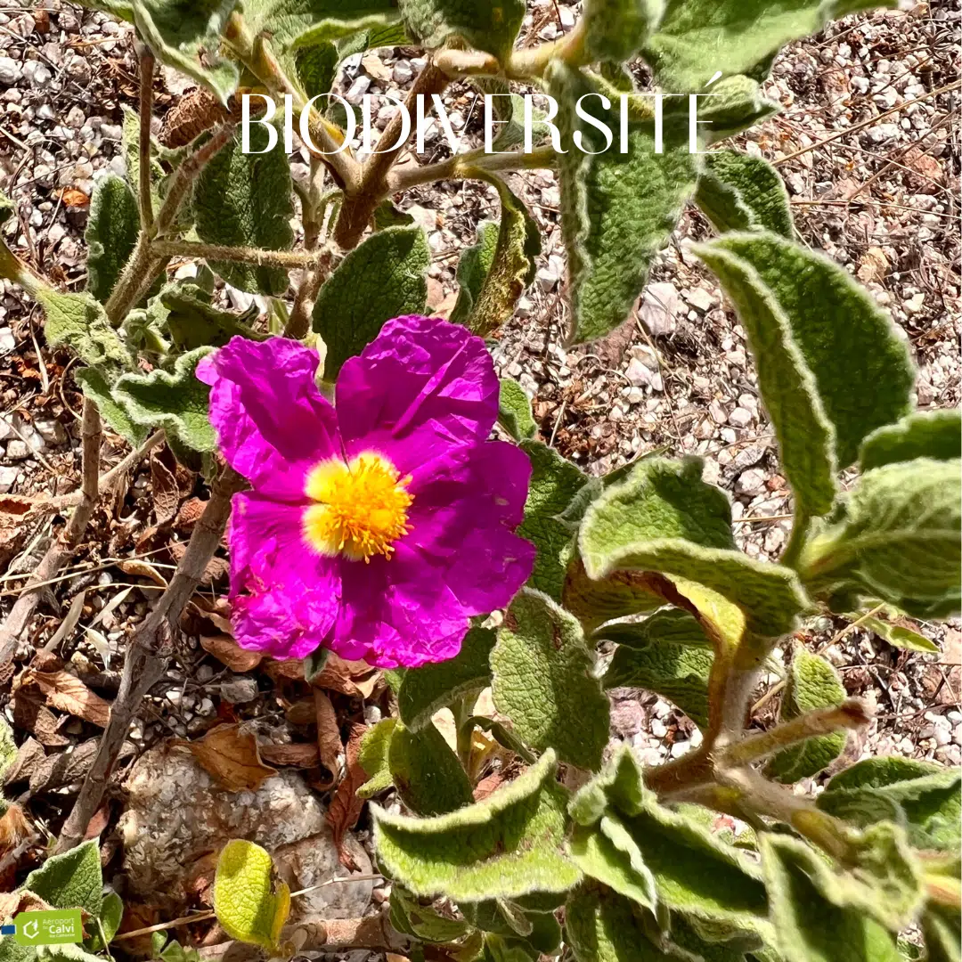 Photo d'une fleur rose représentant la biodiversité